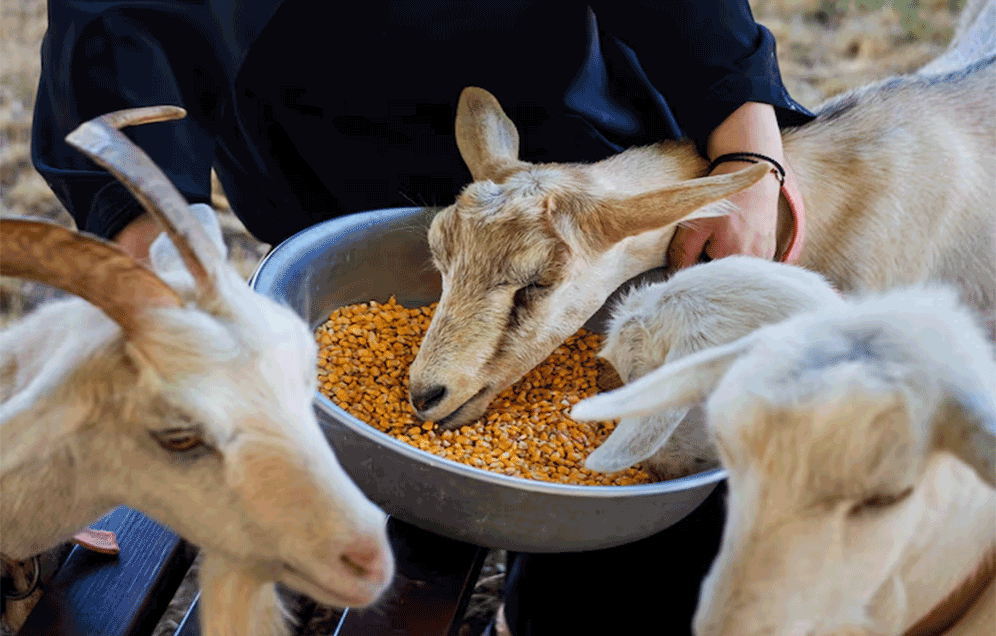 Animal Nutrition