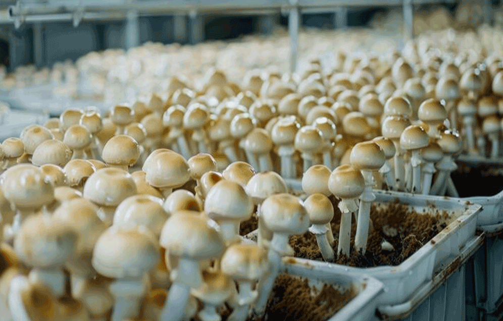 Professional Certification in Mushroom Cultivation (PCM)