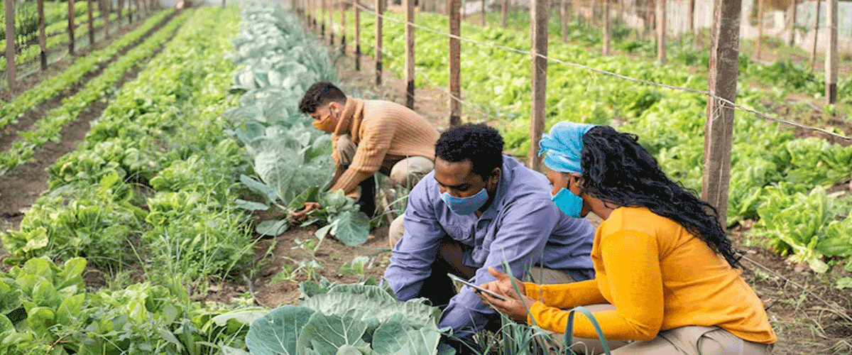 Study Flags High Lead and Pesticide Levels in Vegetables Sold in Bengaluru