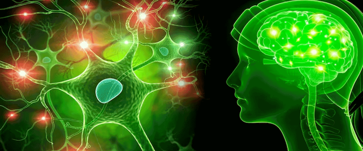 Muscle Mass and Low Belly Fat Linked to Younger-Looking Brains