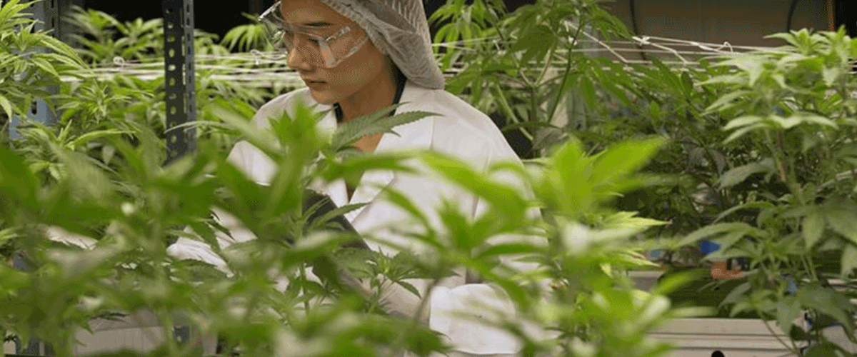 Malta Flags GMP Violations at Two South African Cannabis Facilities