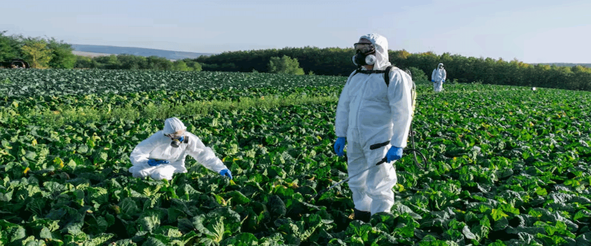 Lawsuit Challenges EPA Over Antibiotic Spraying on U.S. Crops