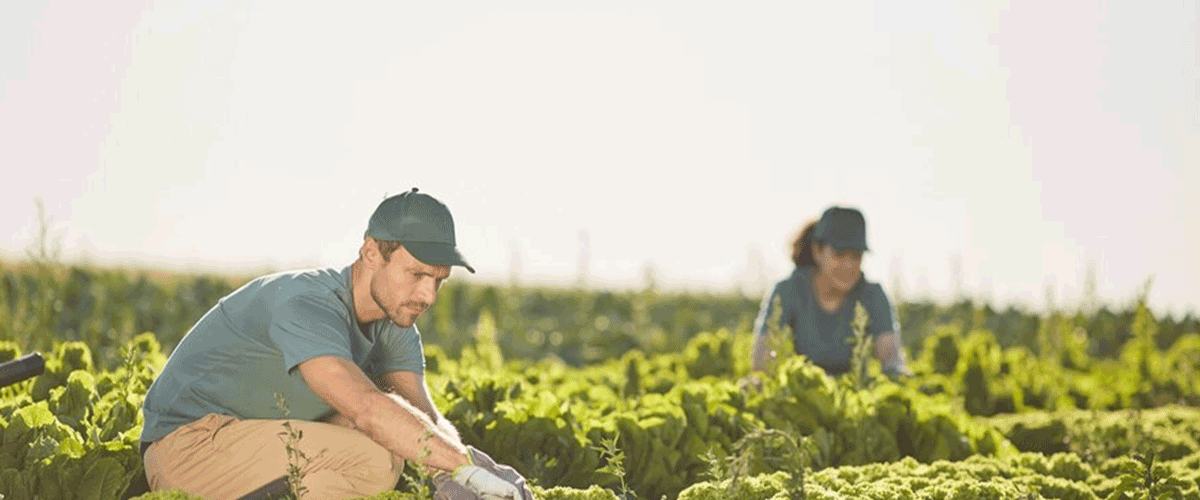 Federal Study Links Widely Used Pesticide to Higher Cancer Risks in Farmworkers