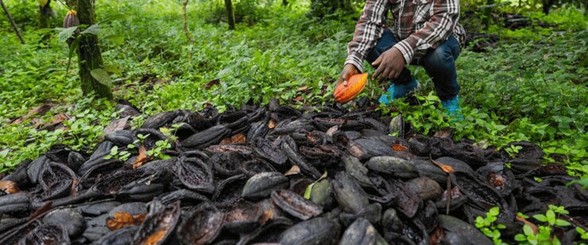 Brazil Turns to Cocoa Agroforestry as Part of Amazon Restoration Efforts
