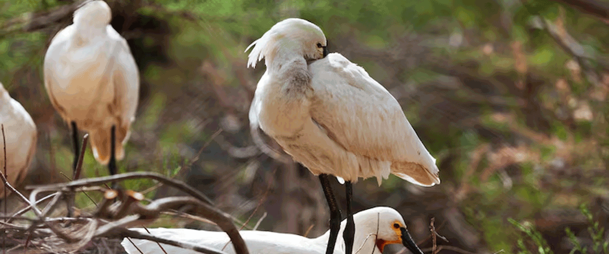 Global Assessment Finds One in Nine Migratory Bird Species at Risk of Extinction