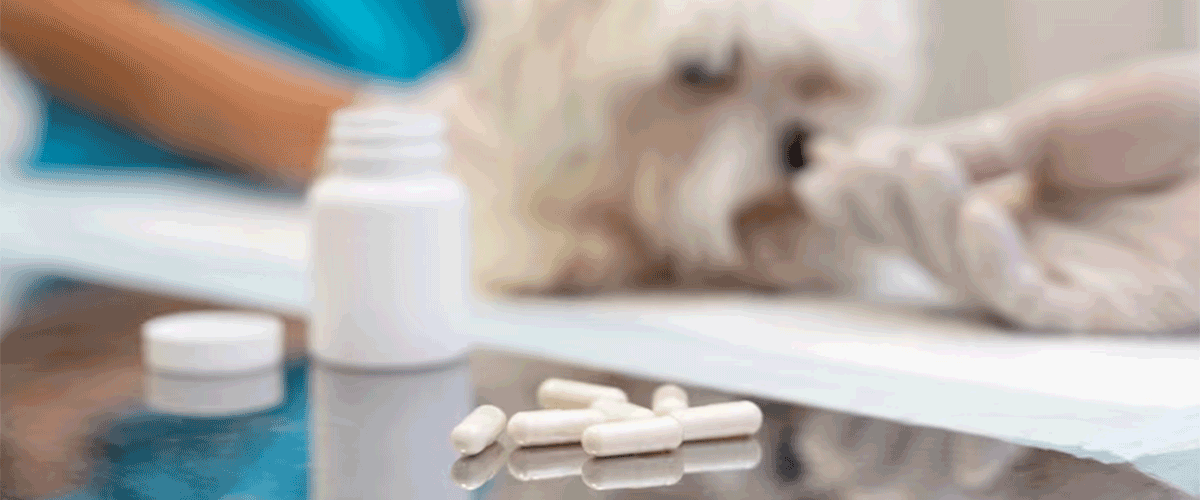 ADM Trial Shows Promise for Priome MH in Canine Metabolic Health