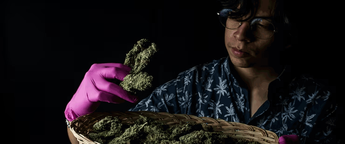 Kratom Poisoning Cases Surge Across the U.S.