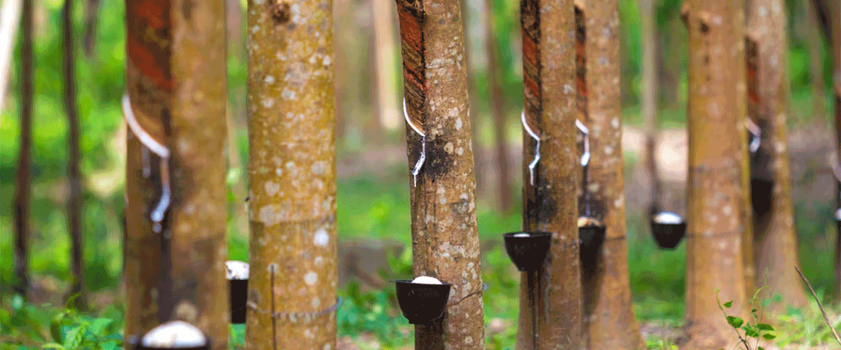 Cassava Sciences Ends Simufilam Development After Phase III Failures