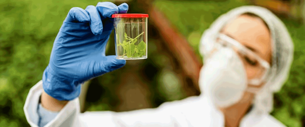 Glyphosate Exposure Found to Affect Health Across Generations