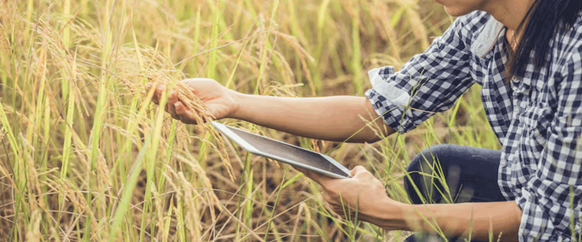 Rice University Develops Breakthrough Pfas Filtration and Destruction Technology