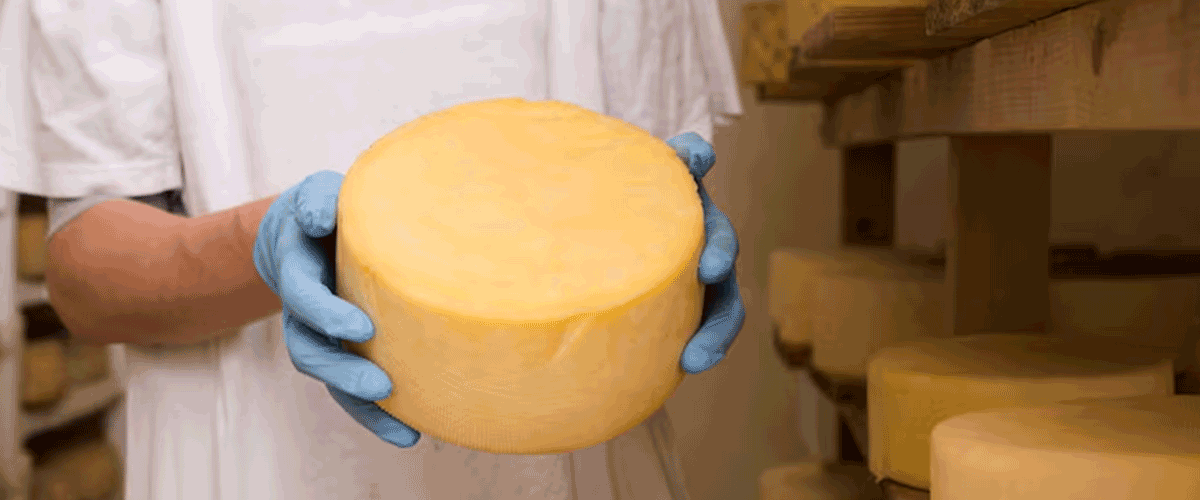 Listeria Contamination Prompts Recall of Mount Becher Buffalo Cheese in Canada