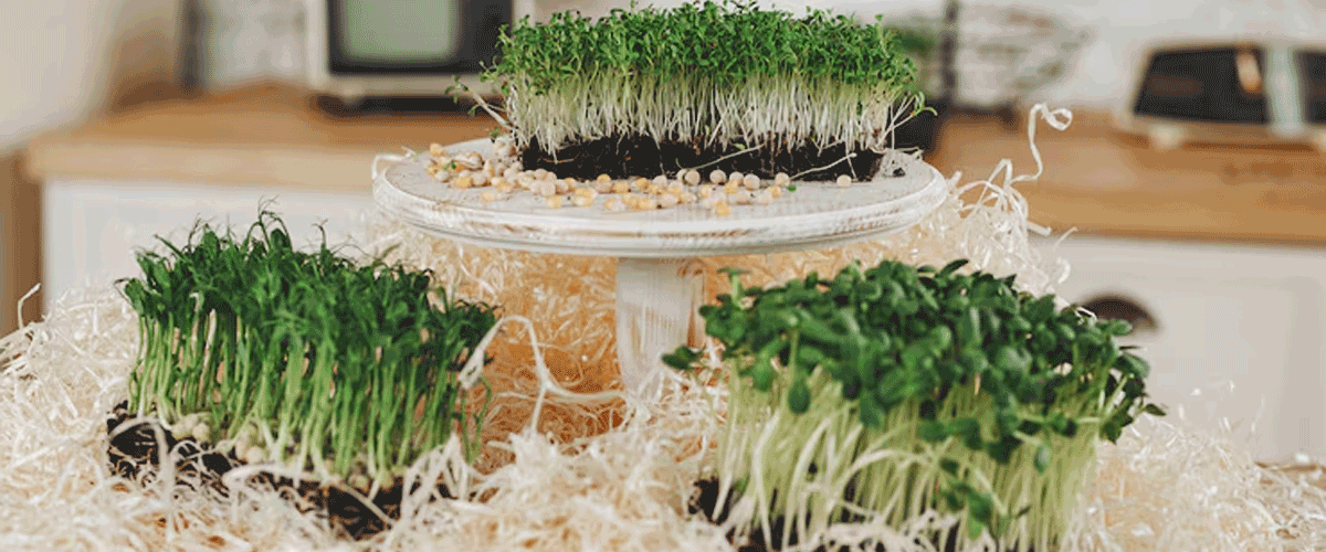 Salmonella Outbreak in Australia Linked to Alfalfa Sprouts