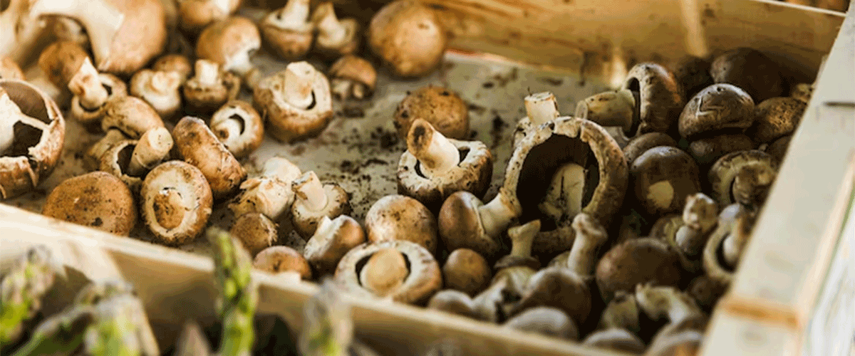 Peeters Mushroom Farm Mushrooms Recalled in Ontario for Listeria Risk