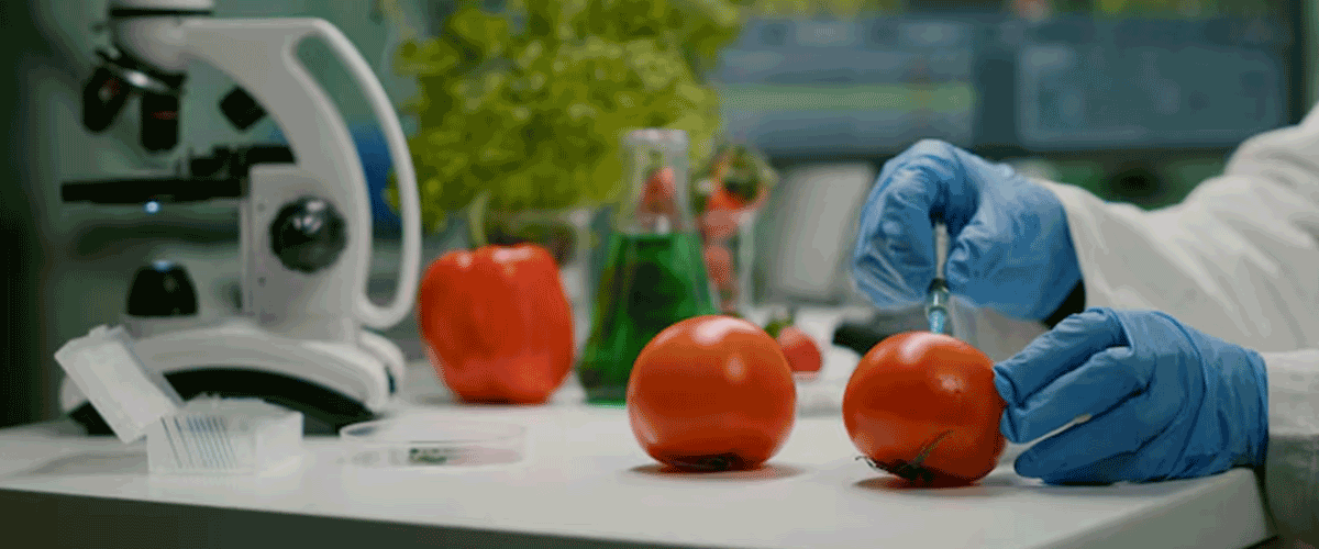 Salmonella contamination initiates recall of fresh tomatoes