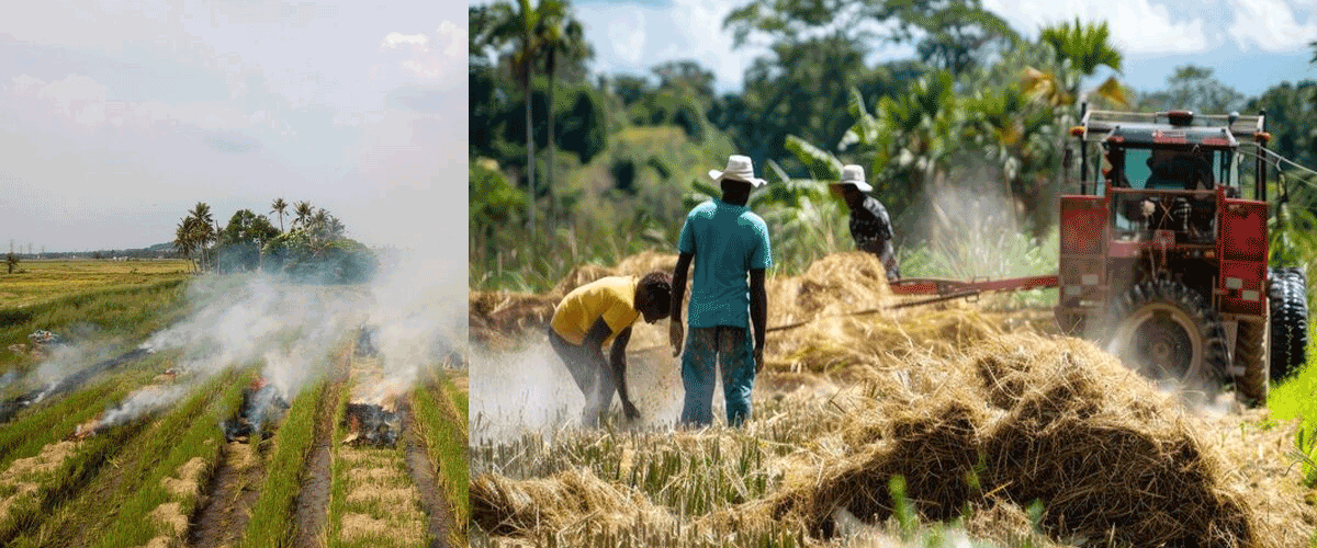 New Farm Machinery Offers Thai Rice Farmers an Alternative to Stubble Burning