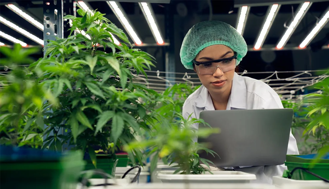 GMP Requirements for Medical Cannabis Explained