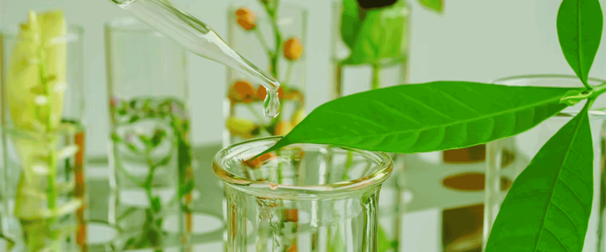 Effect of processing on biochemical composition of plant-based products revealed