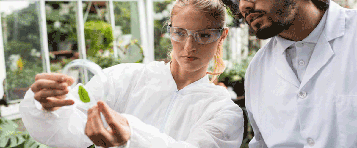 Starch-Based Bioplastics Pose Potential Health Risks, Study Finds