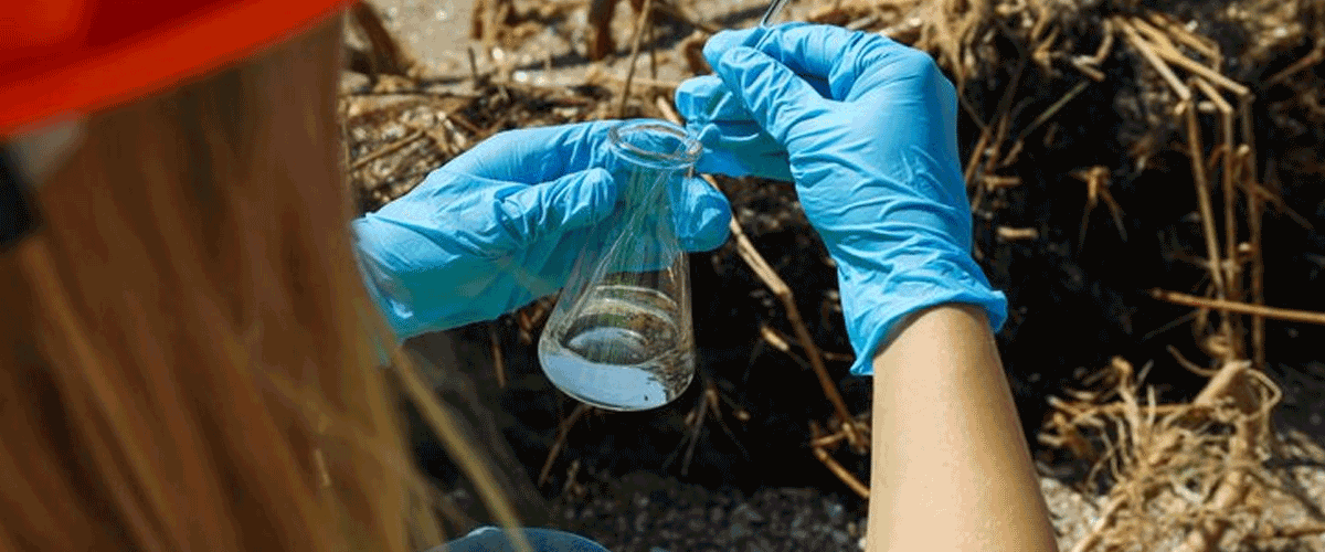 Microplastics Found Accumulating in Rural Woodlands, Study Warns