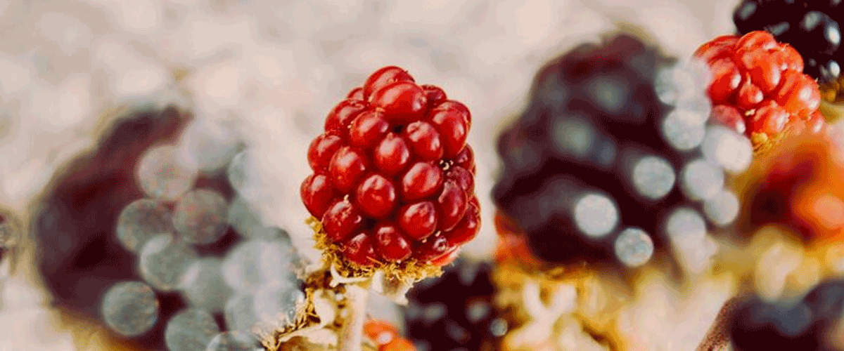 Desert Berry Shows Powerful Anti-Diabetic Potential