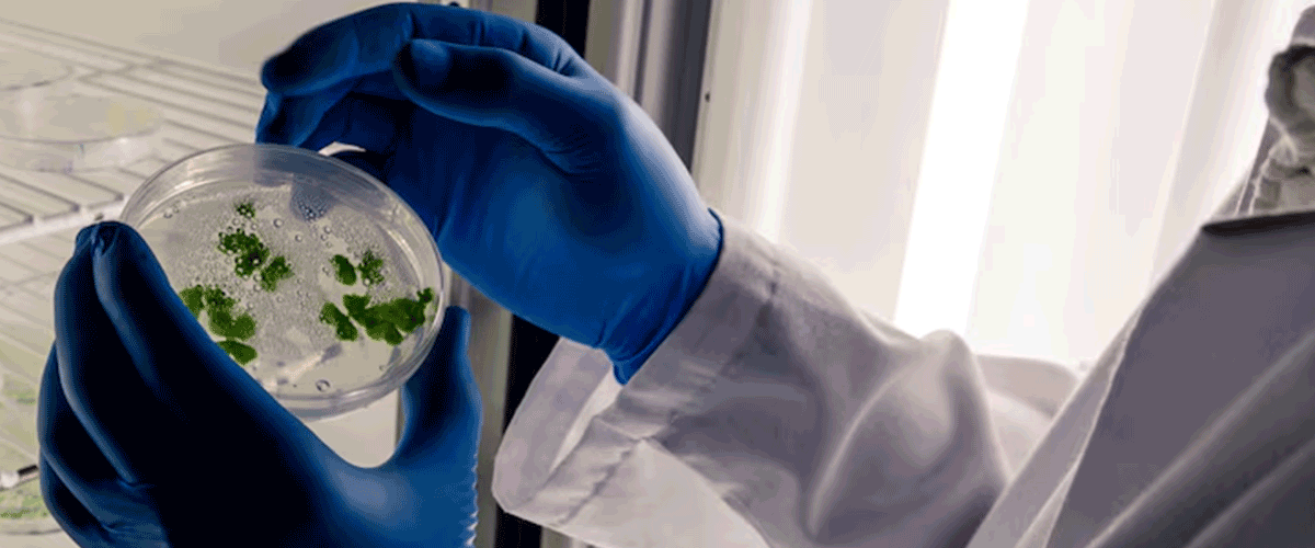 India to Align Microbial Contamination Limits in Cleanrooms with WHO Standards