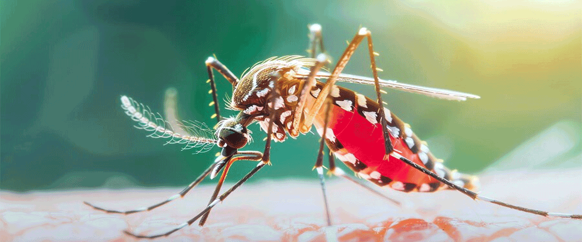 World Malaria Day 2025: WHO Urges Renewed Global Action