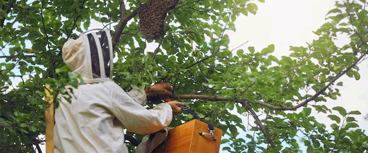 France Faces Backlash Over Return of Banned Bee-Harming Pesticide