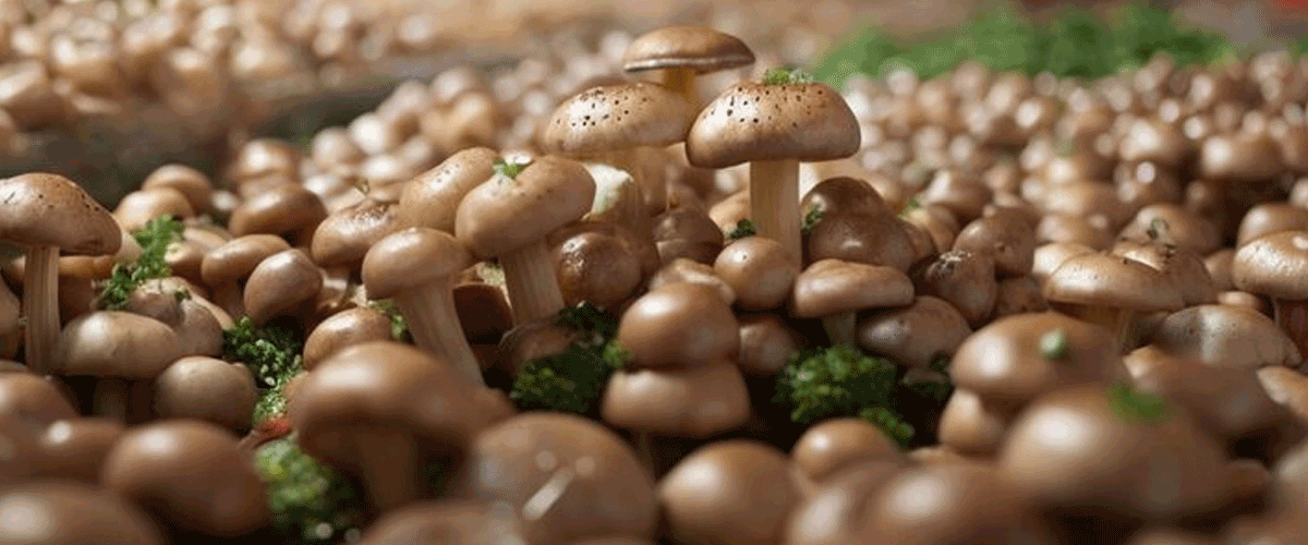 Functional Food Boom Accelerates Growth of Mushroom Industry